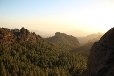 Gran Canaria 'nın dağlık bölgelerinde çam ağacı ormanı