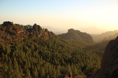 Gran Canaria 'nın dağlık bölgelerinde çam ağacı ormanı