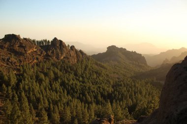 Gran Canaria 'nın dağlık bölgelerinde çam ağacı ormanı