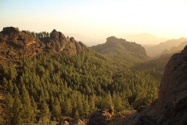 Gran Canaria 'nın dağlık bölgelerinde çam ağacı ormanı