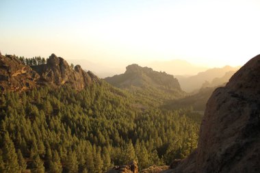 Gran Canaria 'nın dağlık bölgelerinde çam ağacı ormanı