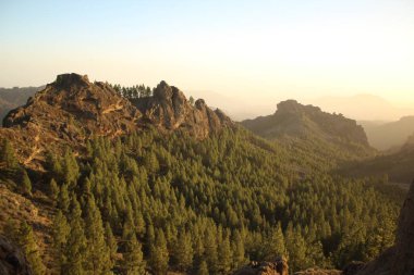 Gran Canaria 'nın dağlık bölgelerinde çam ağacı ormanı