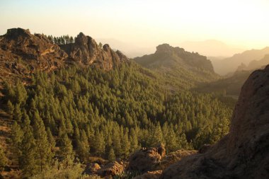 Gran Canaria 'nın dağlık bölgelerinde çam ağacı ormanı