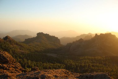 Gran Canaria 'nın dağlık bölgelerinde çam ağacı ormanı