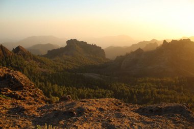 Gran Canaria 'nın dağlık bölgelerinde çam ağacı ormanı