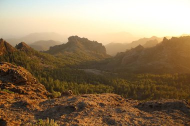 Gran Canaria 'nın dağlık bölgelerinde çam ağacı ormanı