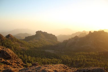 Gran Canaria 'nın dağlık bölgelerinde çam ağacı ormanı