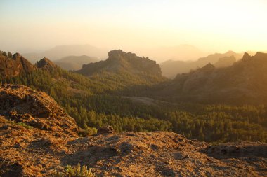 Gran Canaria 'nın dağlık bölgelerinde çam ağacı ormanı