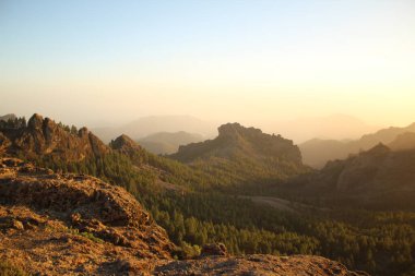 Gran Canaria 'nın dağlık bölgelerinde çam ağacı ormanı
