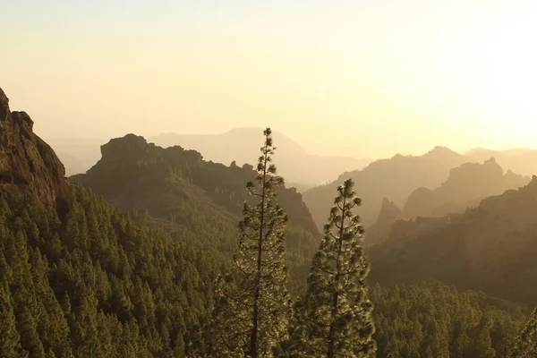 Gran Canaria 'nın dağlık bölgelerinde çam ağacı ormanı