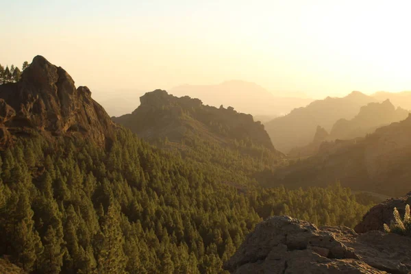Gran Canaria 'nın dağlık bölgelerinde çam ağacı ormanı