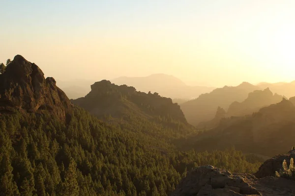 Gran Canaria 'nın dağlık bölgelerinde çam ağacı ormanı