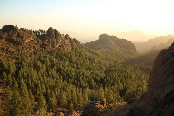 Gran Canaria 'nın dağlık bölgelerinde çam ağacı ormanı