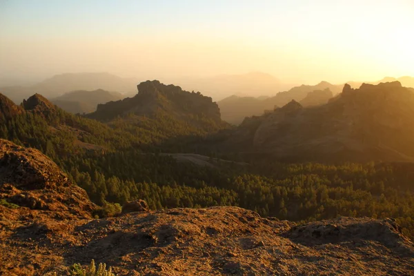 Gran Canaria 'nın dağlık bölgelerinde çam ağacı ormanı