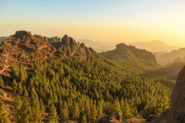 Gran Canaria 'nın dağlık bölgelerinde çam ağacı ormanı
