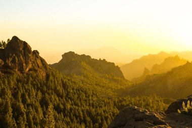 Gran Canaria 'nın dağlık bölgelerinde çam ağacı ormanı