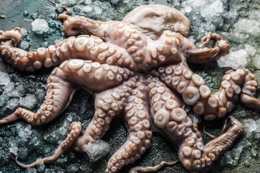 close-up view of fresh octopus with ice on grey surface