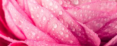 İran tereyağı fincanları. Açık arka planda soluk pembe ranunculus çiçek demet. Duvar Kağıdı, Yatay fotoğraf 