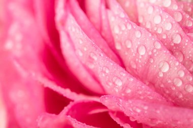 İran tereyağı fincanları. Açık arka planda soluk pembe ranunculus çiçek demet. Duvar Kağıdı, Yatay fotoğraf 