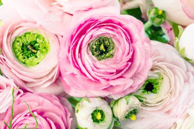 İran tereyağı fincanları. Açık arka planda soluk pembe ranunculus çiçek demet. Duvar Kağıdı, Yatay fotoğraf 