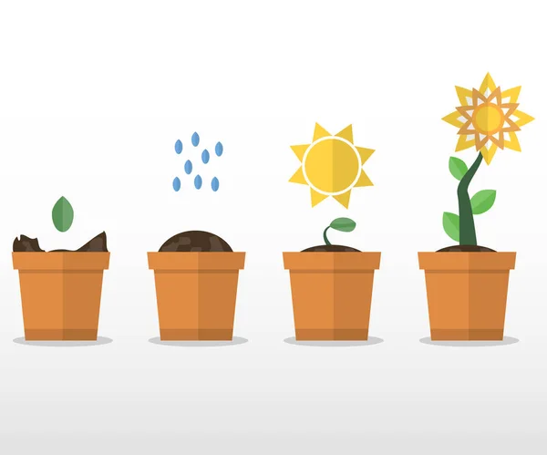 Un ensemble de croissance des plantes. Une fleur. Illustration vectorielle plate. Isolé sur fond blanc . — Image vectorielle
