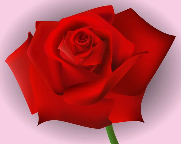 Реальна червона троянда. Ізольовані на рожевому тлі. Квітка. Подарунок. Для вашого дизайну . — стоковий вектор