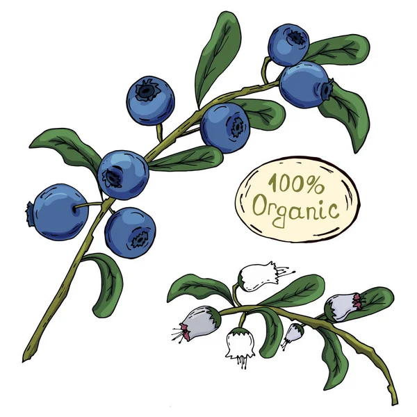 蓝 莓。手绘。一个明亮的美丽的浆果。健康的饮食。维生素。为您的设计. — 图库矢量图片