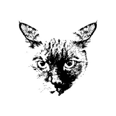 Kedinin namlu. Kroki. Satır. Kapatın. Tasarımlarınız için. İzole.