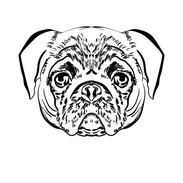 Pug. Dog. Funny. Thoroughbred. For your design. For printing on postcards, clothes. Print. — Stock Vector