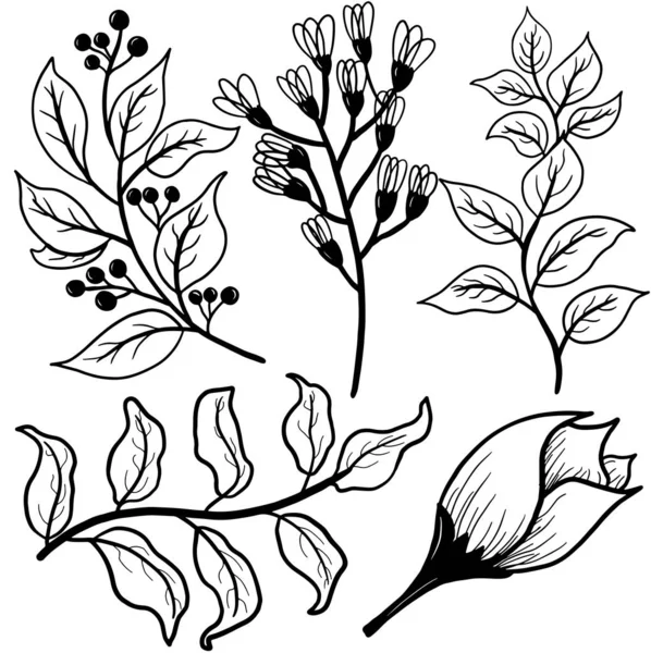 Dibujo manual. Elementos florales. Listos. Aislado sobre fondo blanco . — Archivo Imágenes Vectoriales