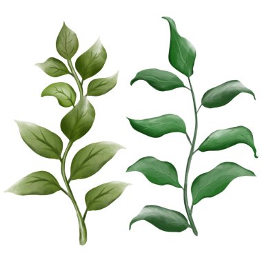 Çiçek elementleri. Broşürler. Suluboya çizimi. Beyaz arkaplandaki izole nesne.