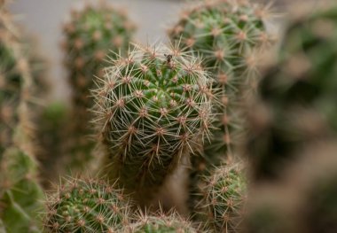 Yeşil bir kaktüse yakın çekim