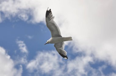 Mavi bir gökyüzü üzerinde beyaz martı. Doğa arka plan. 