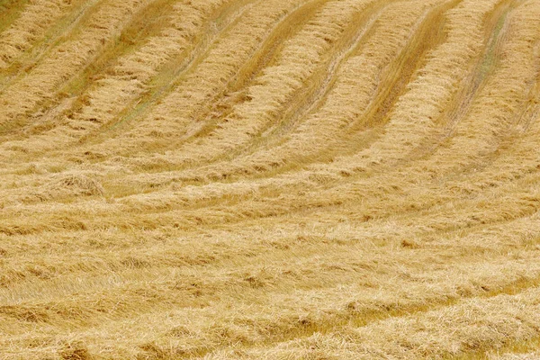 Campo de trigo no campo. Hora da colheita. Agricultura backgr — Fotografia de Stock