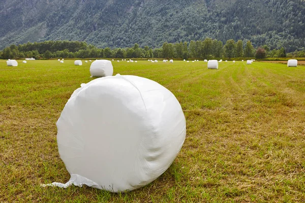 Imballato erba fresca in campagna. Panorama norvegese. Agri — Foto Stock