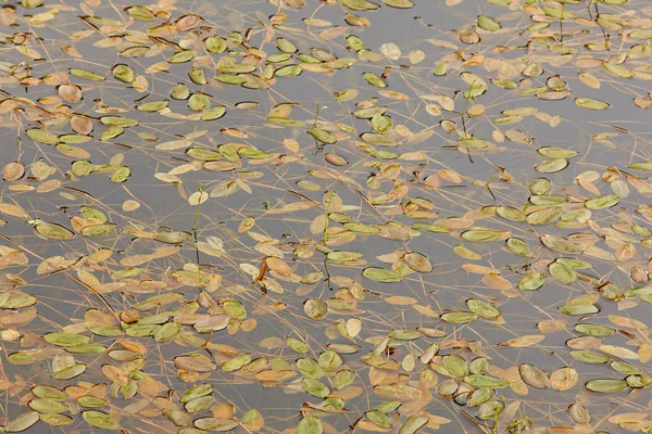 Foglie d'autunno sull'acqua. Autunno sfondo — Foto Stock