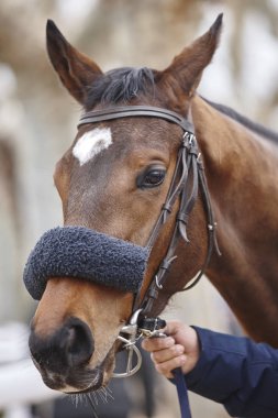 Yarış at kafası çalışmaya hazır. Padok alanı