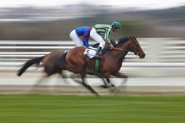 Horse race slutliga rush. Konkurrens sport. Hippodrome. Vinnare — Stockfoto