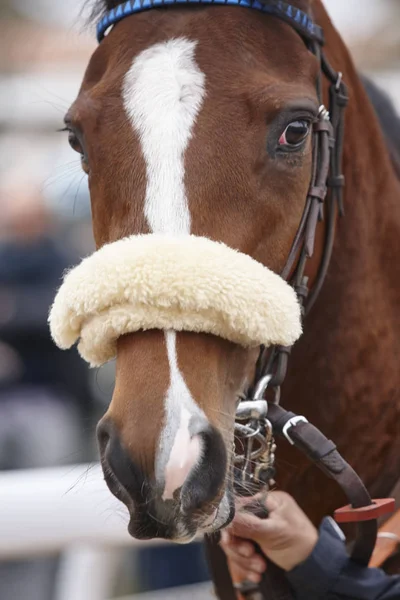 Cabeza de caballo de carrera lista para correr. Zona de Paddock —  Fotos de Stock