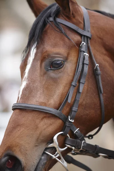 Ras hästhuvud redo att köra. Paddock område. — Stockfoto