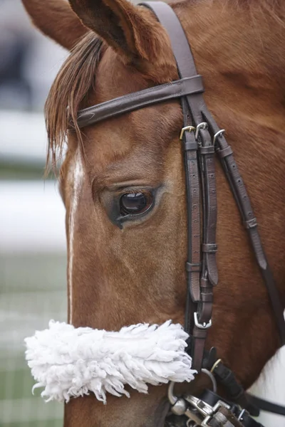 Ras hästen huvudet detalj redo att köra. Paddock område. — Stockfoto