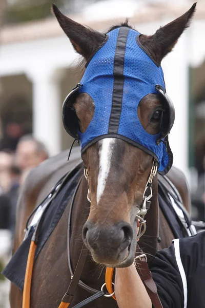 Cabeza de caballo de carrera con intermitentes listos para correr. Paddock. — Foto de Stock