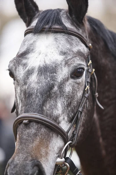 Dettaglio testa di cavallo da corsa pronto a correre. Zona paddock . — Foto Stock