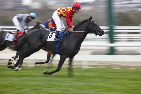 Horse race slutliga rush. Konkurrens sport. Hippodrome. Vinnare. SP — Stockfoto