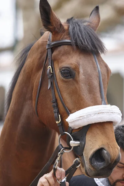 Cabeza de caballo de carrera lista para correr. Zona de Paddock . — Foto de Stock