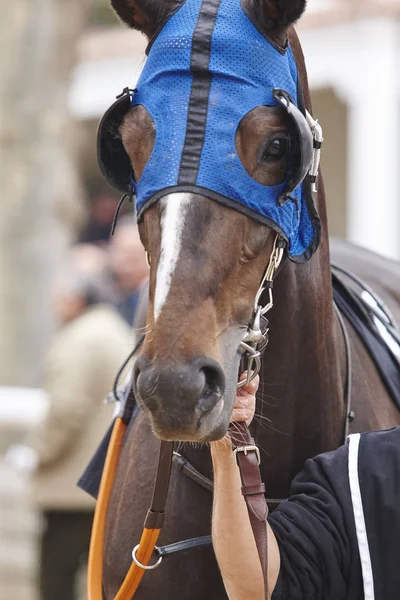 Cabeza de caballo de carrera con anteojeras. Zona de Paddock . —  Fotos de Stock