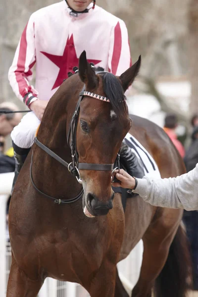 Cavallo da corsa con fantino pronto a correre. Zona paddock . — Foto Stock