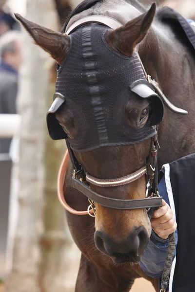 Testa di cavallo da corsa con paraocchi. Zona paddock . — Foto Stock