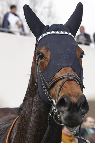 Race horse hoofd met oogkleppen na de race. Paddock. — Stockfoto
