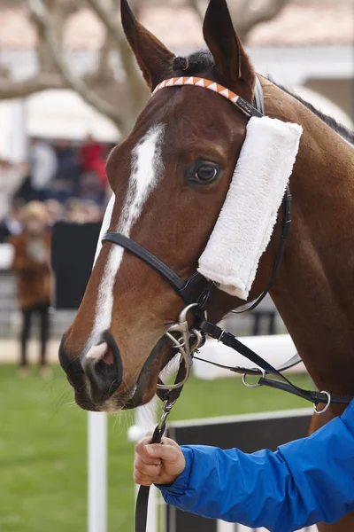 Race horse head ready to run. Paddock area.